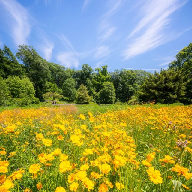 With summer weather settling in, find time to wander the Garden's outdoor collections as they put on their seasonal looks. 🌺🌿

Make your way to the Native Plant Garden to explore the path through the meadow, where sunny yellow flowers bring in the bees and the butterflies—then stroll the boardwalk along the water to see native ferns unfurling under the trees. In the Rock Garden, jewel-like alpine flowers bloom around the rushing cascade, creating the perfect spot to destress.

Summer is all about lush beauty—so get tickets through link in bio!