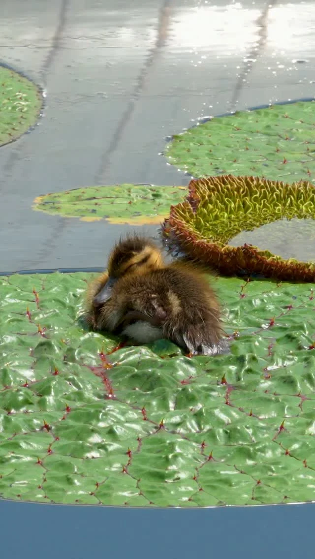 With the heat of the weekend behind us, a nap on a lily pad sounds perfect right about now. 🦆🪷

This season’s ducklings are giving us a master class in summer relaxation, and with the Garden looking its lushest, you might just want to get out and find a cozy spot of your own to take in some nature. Where’s your favorite place to tune out and enjoy the greenery?