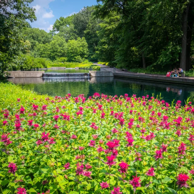 The beebalm is blooming! And that means the Native Plant Garden is getting into its summer swing—a must-see for your weekend visit. 🐝

This shady green collection at the edge of the Thain Forest becomes a pollinator haven in summer, where bees and butterflies flock to the colorful flowers that call it home. With the gentle rush of the waterfall setting the scene, it’s a relaxing space to spot birds and other wildlife busy looking for lunch in the meadow and its surroundings.

#Monarda #NativePlantGarden