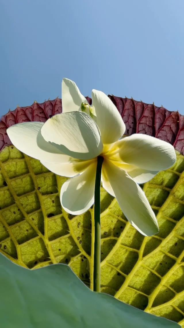 In a world where plants face off in a battle of the giants…only one can reign supreme. 🪷
 
Coming soon, the #WaterlilyWeighOff reveals a monstrous leaf months in the making—a Victoria cultivated to topple rivals from all over the planet! But will it be enough to claim the title of champion? Find out for yourself when the botanical blockbuster lands this August…
 
(This motion picture has been rated NYBG for all plant people.)