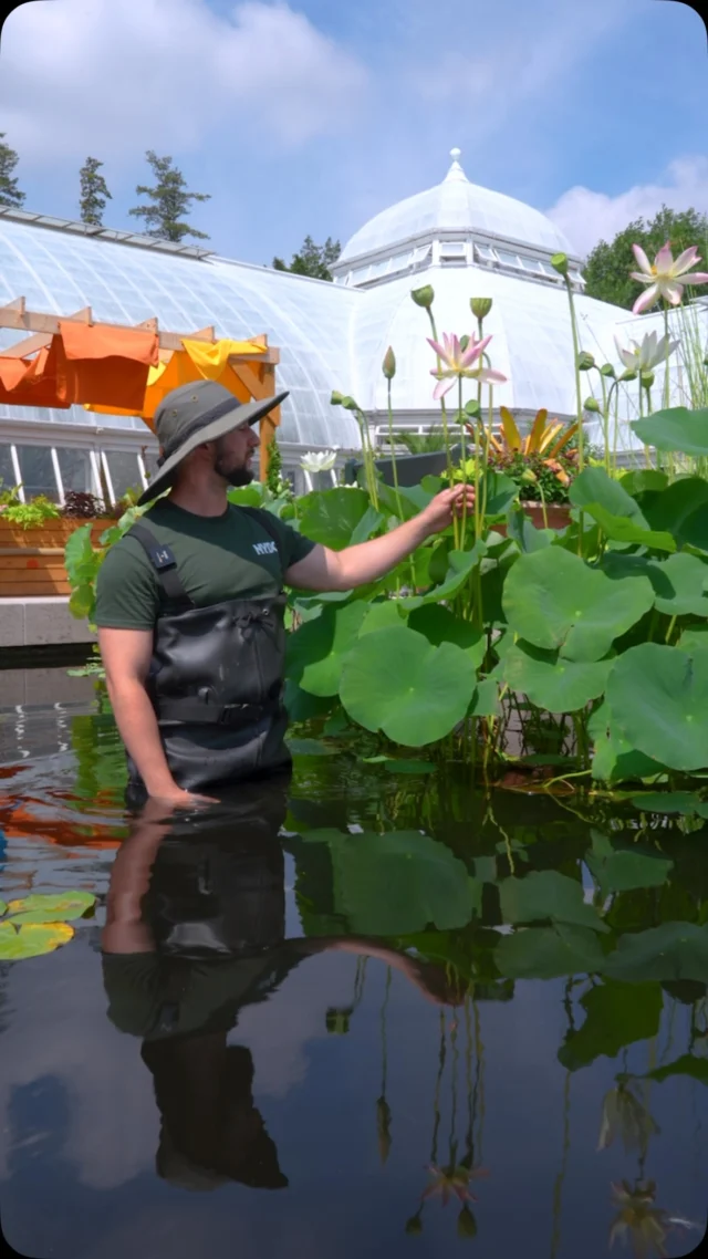 Together with the @rubinmuseum, come explore the rich symbolism behind the lotus flowers that bloom in the Conservatory Pools during summer.
 
In Himalayan art, you’ll often find the Sacred Lotus (Nelumbo nucifera), which symbolizes purity, awakening, and compassion in Buddhism and Hinduism. It’s represented in many pieces in the Rubin’s collections. Experience the Mandala Lab inspired by the Rubin—here at NYBG throughout #FlowerPower— a meditative space to view the flowers up close and in person during the season.
 
The lotus flowers are in full bloom right now, inviting you to find your own peace and reflection here at the Haupt Conservatory!