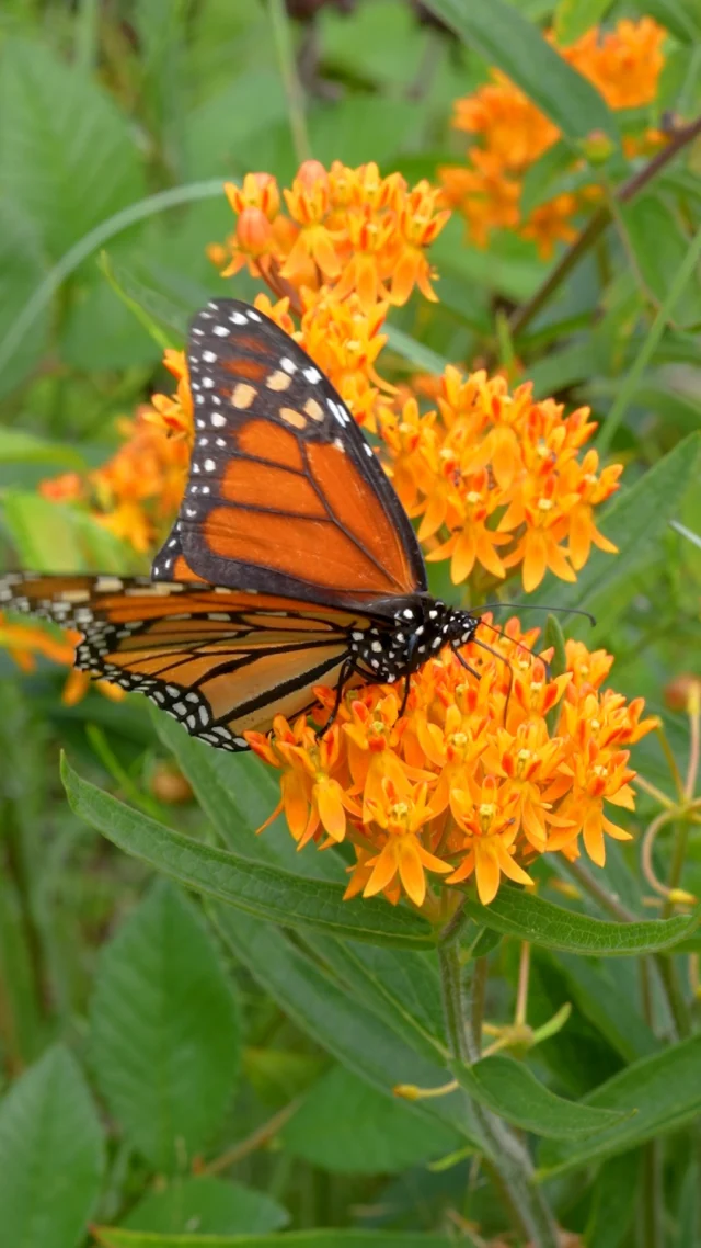 Pollinator season continues to ramp up in the Native Plant Garden, with a bevy of beautiful blooms opening as we enter late summer! 🌼🌸🦋

Around this time of year, the milkweed, phlox, and other flowers throughout the meadow attract a wide variety of insect pollinators, from honeybees and bumblebees to monarch and swallowtail butterflies. And the soundscape is as lovely as the scenery, with birds and cicadas providing a symphony of song. Stop by soon!