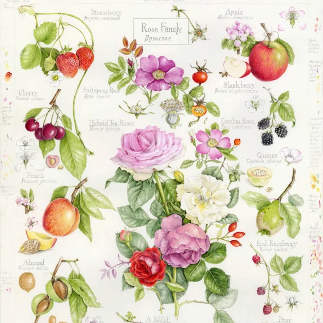 On August 20, acclaimed botanical artist @wendyhollender visits NYBG to share insights into her newest book, The Album of Plant Families. 💐🖌️

Depicting 24 plant families found in the garden and the wild, the book features guest essays by NYBG’s Dr. Michael Balick, best-selling garden writer and NYBG instructor @marta_mcdowell, and Susan Pell, Executive Director of the @usbotanicgarden.

Join Wendy for a morning talk and booksigning exploring the inspiration behind the book and her artistic process for creating this beautiful and informative collection of botanical illustrations. Stay afterward to join her advanced afternoon masterclass in botanical illustration designed for artists and plant enthusiasts. You'll explore the shared structures and flower patterns that connect plant families, strengthen your botanical drawing techniques, and improve your plant knowledge.

Register now through link in bio!