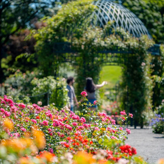 June isn’t the only time to see the roses in bloom! The Peggy Rockefeller’s second flowering of summer is at peak right now, and you don’t want to miss the moment. 🌹

Thousands of blooms among hundreds of unique rose varieties fill the air with fragrance in the final weeks of the season. After you’ve stopped by our Flower Power exhibition this weekend and channeled a bit of your inner hippie, drop by this collection for some floral fantasy.