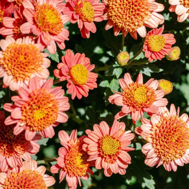 For the first official day of fall, we’re starry-eyed for mums, marigolds, dahlias, and roses! 🤩🌹

The flowers of this season of change are as boldly colorful as the red, orange, and yellow foliage soon to kick off here at the Garden. Be sure to catch this year’s dahlia trial in the Home Gardening Center, where we’ve crossed cultivars to create a fascinating range of new flowers. And in the Peggy Rockefeller Rose Garden, you can still experience the final bloom of the year! Then stay tuned for chrysanthemums and marigolds a-plenty when Día de los Muertos kicks off on October 3—followed by Kiku later in the season.

Celebrate the #FallEquinox with tickets through link in bio!