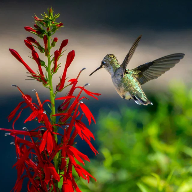 The Garden is OPEN today for #LaborDay, with plenty of summer fun to be had—and beauty to spot! 🌺🪶

You’ll see the season’s hummingbirds flitting between bright red cardinal flowers in the Native Plant Garden, so make sure to stop by the collection after you’ve explored the groovy botanical displays of Flower Power in and around the Conservatory. Plus, don’t forget that this is your last week to catch Summer of Moomin in the Everett Children’s Adventure Garden! It all culminates with our Moomin Fest this coming Sunday, September 13, with a day of talks, crafts, tours, and pop-ups from our friends at @lushcosmetics and @bonbonnyc_.

If you’re off work today, drop by to savor late summer. Get tickets and learn more about what’s coming up through link in bio!

#FlowerPower #SummerOfMoomin #MoominFest