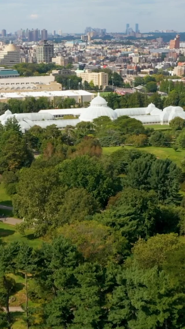 This year’s #ClimateWeek symposium at NYBG focuses on naturing your city! 🏙️🌿

Join us for talks from visiting experts on Wednesday, September 23 to explore how we can harness the power of plants so that people and the environment can thrive together—which is crucial to creating climate-resilient, equitable, and livable cities. Afterwards, stop by the NYBG Farmers Market to eat local, then meet our Garden scientists as well as visiting organizations at our partner showcase. Finally, close out the week on Sunday, September 27 by participating in our NYBG 5K Fun Run, which supports our work here and around the world to protect biodiversity and develop plant-based solutions to climate change.

Learn more and register through link in bio.