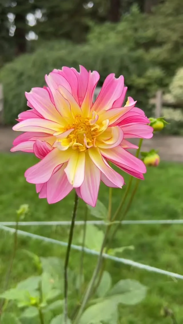 It’s dahlia season once again here at the Garden, signaling that fall’s just around the corner! And this collection is a special one. 🌸

We talked to curator Chris about a new trial where a diversity of commercially available dahlia varieties were planted closely together here in our Home Gardening Center. From there, the bees went to work, moving traits from one variety to another, resulting in some truly spectacular new dahlia crosses.

The dahlia collection lasts until the first frost, but now in September is the best time to see it! Don’t miss your moment.

#Dahlia