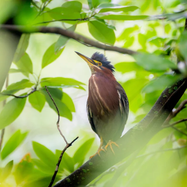 It’s a birder’s paradise at the Garden in late summer, and as we wind down the final week of the season, feathered friends big and small are really showing off. 🦅
 
Whether it’s green herons near Twin Lakes, hummingbirds along the Ladies’ Border, or Baltimore Orioles making a stop at the Native Plant Garden, you’ll spot all sorts of visitors and regular residents sharing space at NYBG right now. Grab your binoculars and make some time for them!