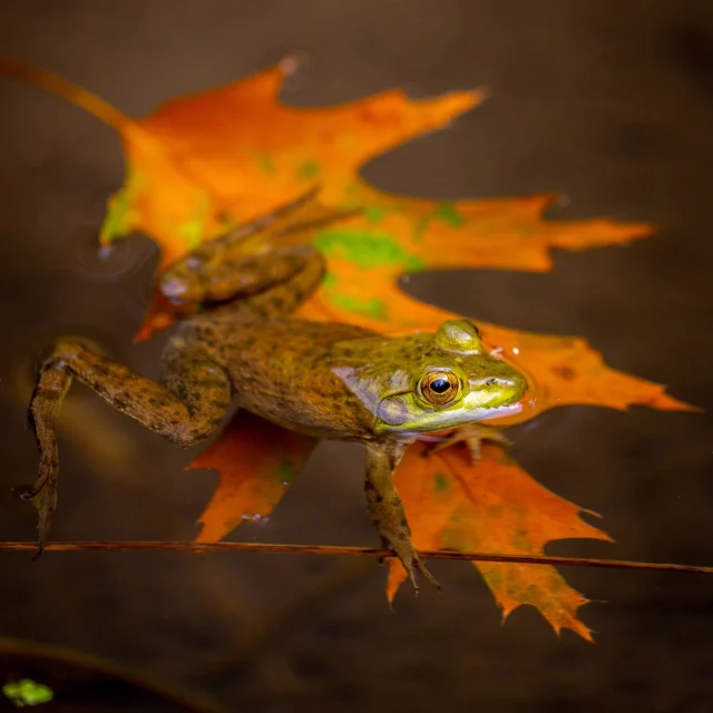 We’re into the first full week of fall, and the season’s finally beginning to show its true colors. 🍂🦋

An afternoon wandering the paths of our 250 acres turns up all sorts of hints pointing to the big, bold change of leaves to come. The wildlife is getting ready for the moment, with frogs, pollinators, and other critters winding down from their summer activities. And there’s a golden cast to the late afternoon light that makes the first red and orange leaves really pop.

Break out that light jacket you’ve been waiting all year to wear, and make some time for a day in the Garden!