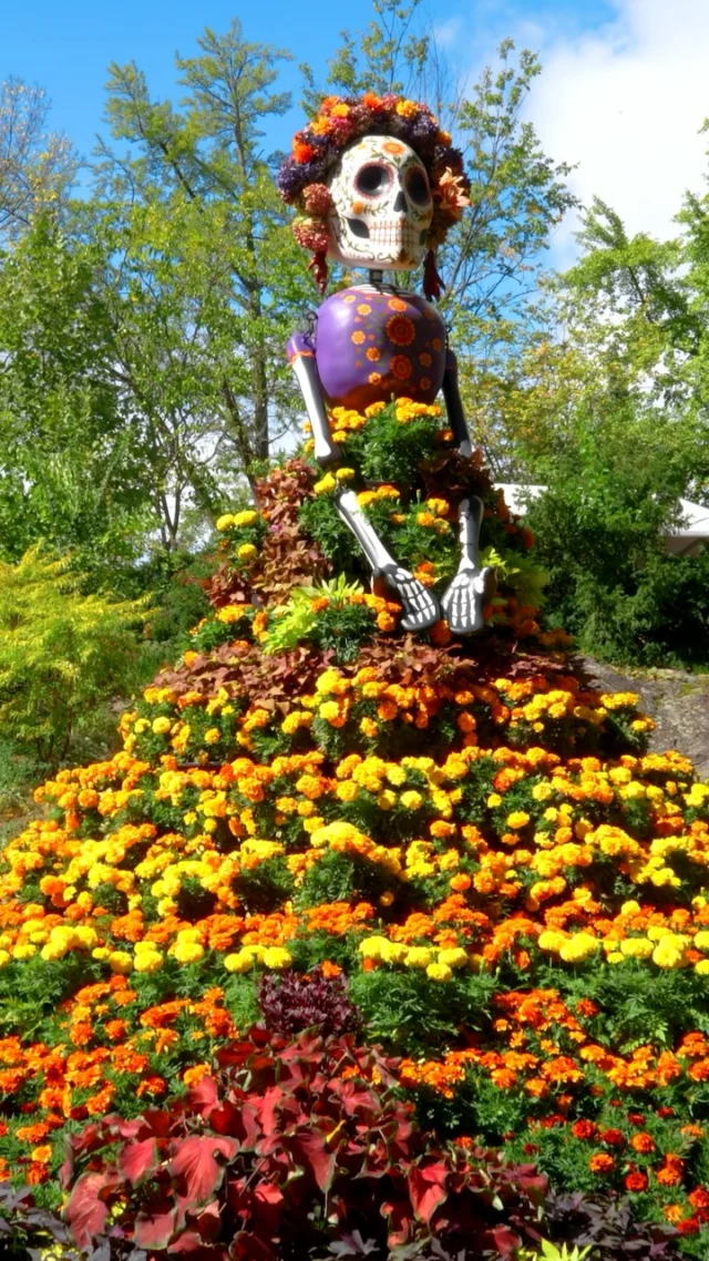 Día de los Muertos is in full swing at NYBG, just as the leaves of fall start to paint our 250 acres in red and yellow! 🍁🌼

Make your way to the Everett Children’s Adventure Garden to explore our colorful trail of calaveras, friendly spirit guides, and La Catrina herself—dressed head to toe in sunny orange marigolds. Be sure to visit our community ofrenda, where you can honor your loved ones by leaving a photo or note in their memory, and take in the spirit of the season among pumpkins and the warm glow of the first fall foliage.

With festive music and hands-on crafts on the schedule every weekend, mark your calendar for a family visit!

#DiaDeLosMuertos #DayOfTheDead