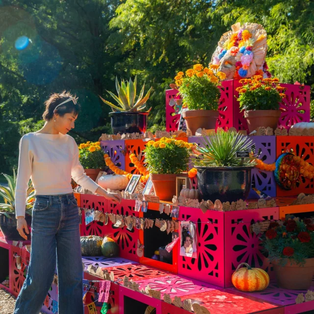 Come spend your long weekend among the colorful scenes of Día de los Muertos. 🍂🌼
 
Grab a friend to explore this all-new trail at NYBG, beginning with our community ofrenda, where you can leave a note or photo for a loved one—in celebration of their life and legacy. Further on, spirit guides and playful calaveras create festive moments at each turn. Be sure to snap a selfie with our larger-than-life Catrina, adorned head to toe in fragrant marigolds. And with fall foliage beginning to brighten the trees, it’s the perfect time to grab a drink and set out for an afternoon immersed in all 250 acres of our seasonal landscapes.
 
We’ll be open through Monday, October 12, with music and crafts this Saturday and Sunday. Throw on your favorite fall sweater and join in!
 
#DiaDeLosMuertos #DayOfTheDead