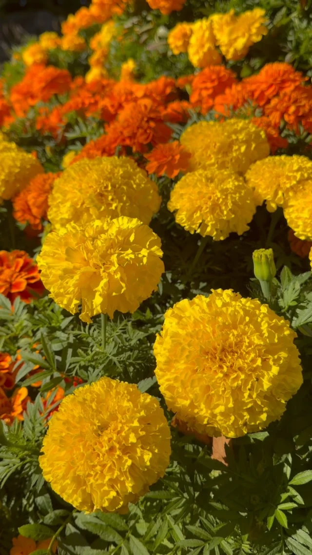 Visit La Catrina during Día de los Muertos at NYBG, and you’ll find yourself surrounded by the fragrance of the holiday! 🌼

The marigolds that form her dress are a traditional element of the celebration, and it’s said that the spirits of those passed follow the flowers’ pungent scent back home for the occasion. Alongside dahlias, with their colorful and diverse blooms, the native flowers of Mexico are truly the stars of the show. Hear from Brian, our Vice President for Glasshouses and Landscape, as he shares some insight into these festive plants.

#DiaDeLosMuertos #DayOfTheDead #Marigold #Dahlia #Tagetes