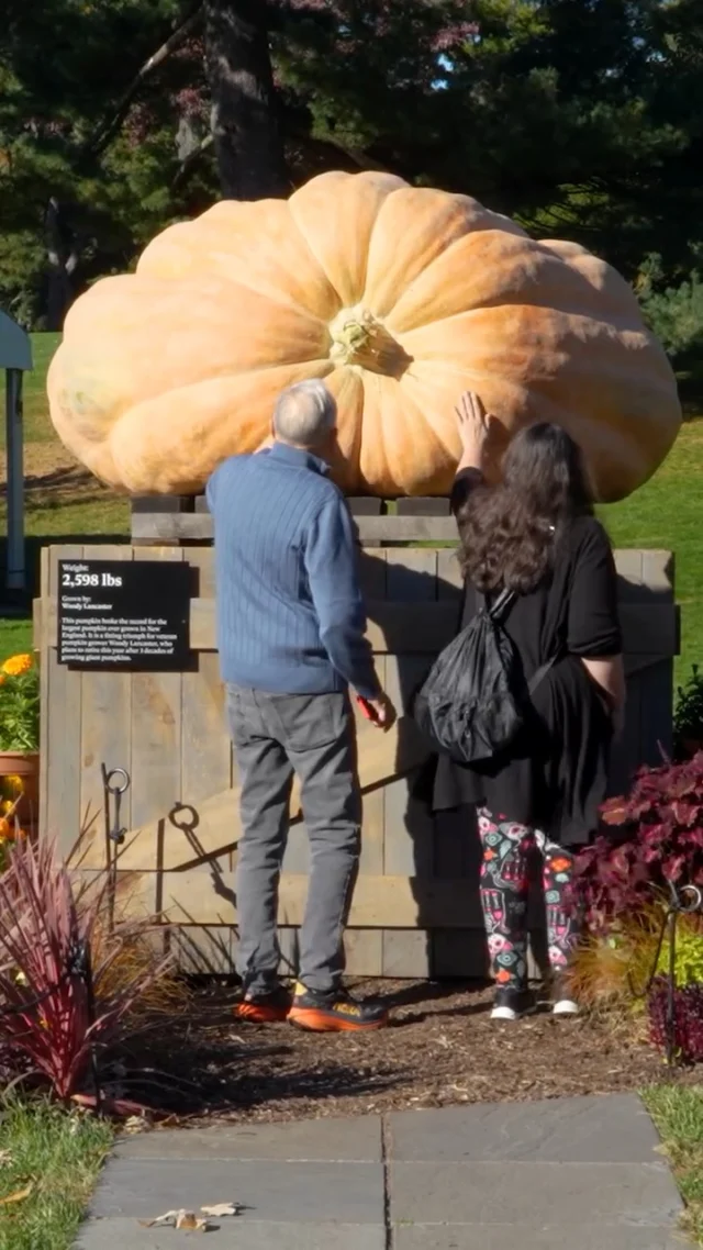 We've got a surprise for you this weekend, and it's huge! In fact, it clocks in at 2,598 lbs. 🎃

This year's giant pumpkin comes to us from grower Woody Lancaster in Massachusetts, where it just broke the state record for weight—and it's now on view in all its orange glory here in our Visitor Center. Make sure you stop by to see it while you're here for autumn beauty this weekend, where you can explore our Día de los Muertos trail with live music and crafts, plus set out into 250 gorgeous acres of fall foliage.
