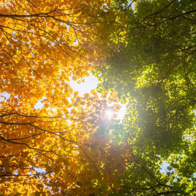 Fall colors are making moves at last! After keeping us on our toes for the first few weeks of the season, the Garden is now bright with golden hues. 💛🍁

Some of the most gorgeous leafing in the state is right here in NYC’s backyard. Come spend time hiking two miles of sun-dappled trails in our 50-acre Thain Family Forest, check out the vividly colorful Steinhardt Maple Collection, and be sure to follow the progress of all of the Garden’s fall beauty with our foliage tracker in bio!