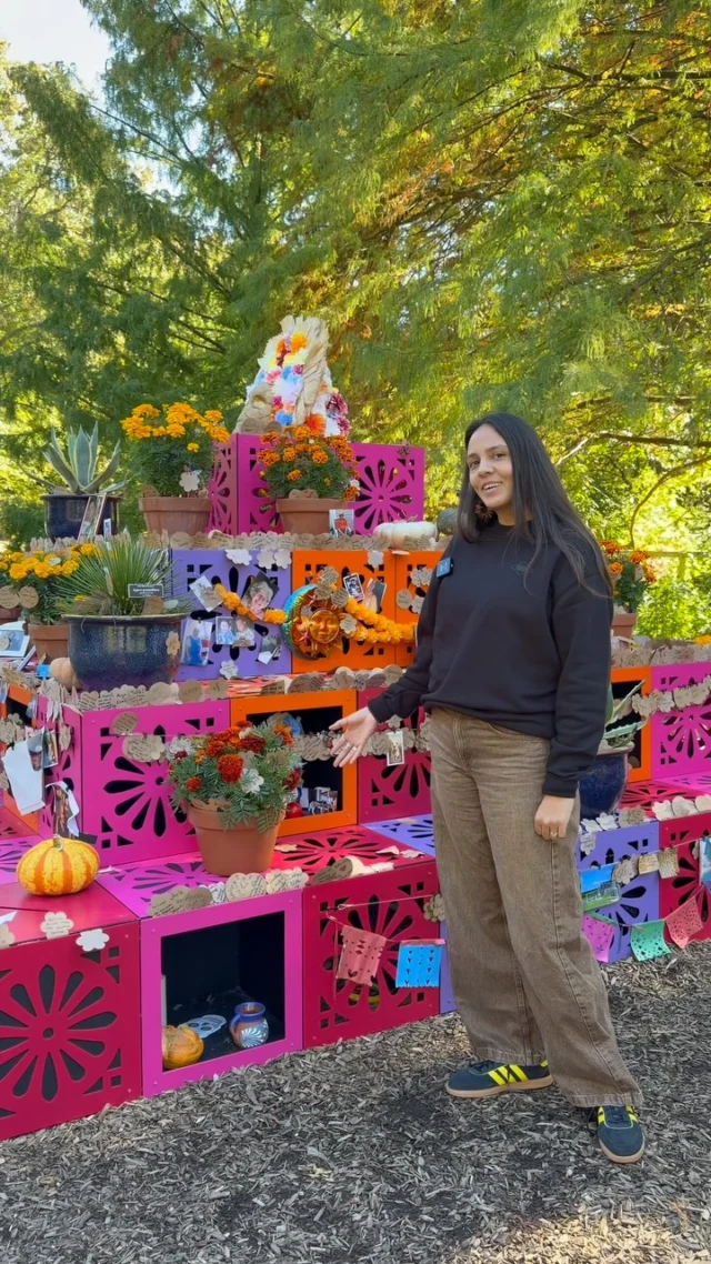 We’re headed into a long weekend of lively celebration as we close out Día de los Muertos! 💀🌼🎶

We’ll be open through Monday with live music, dance, and hands-on crafts in the Everett Children’s Adventure Garden, and you won’t want to miss Sunday’s big parade featuring larger-than-life puppets among the fall beauty.

Hear from Kenia Pittman, Senior Director of Exhibition Design & Operations, as she shares some of the meaning behind the holiday’s symbols and traditions.
Learn more and get your tickets for this holiday weekend through link in bio!

#DiaDeLosMuertos #DayOfTheDead