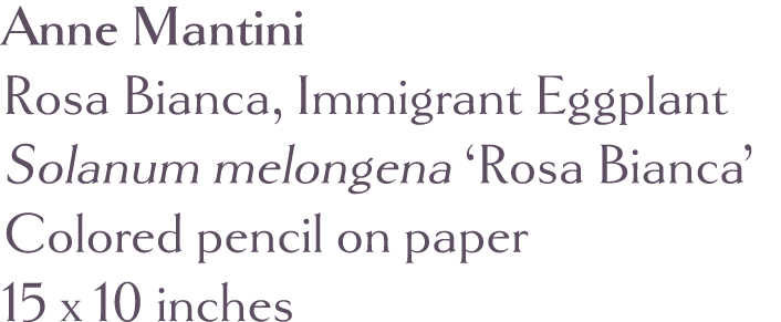 Anne Mantini Rosa Bianca, Immigrant Eggplant Solanum melongena  Rosa Bianca  Colored pencil on paper 15 x 10 inches