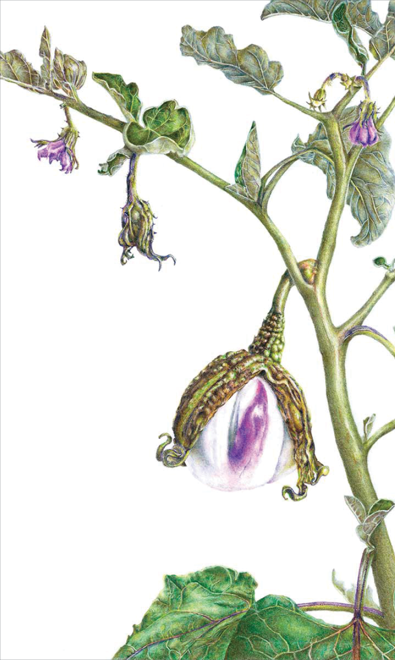 Colored pencil of a white and purple eggplant beginning to grow from a green brown stalk  On the stalk are wilted purple flowers and large green leaves 