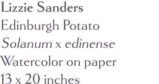 Lizzie Sanders Edinburgh Potato Solanum x edinense Watercolor on paper 13 x 20 inches 