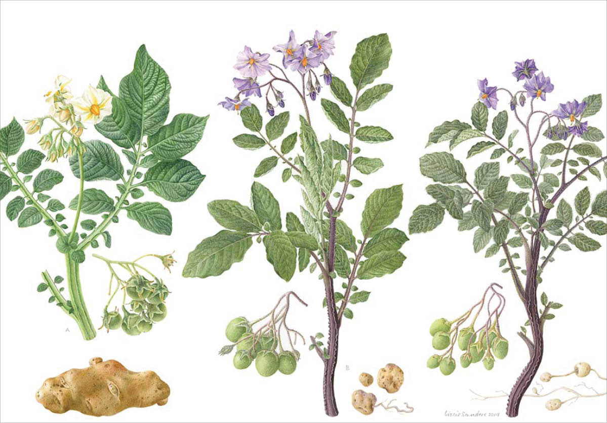 Watercolor of three different potato plants depicting the green vegetation yellow or purple flower green spherical fruit and the different potatoes