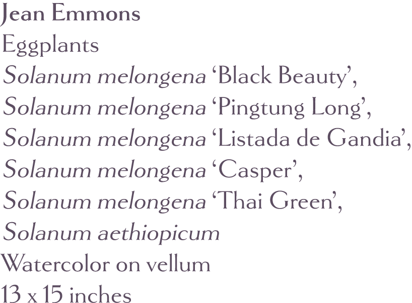 Jean Emmons Eggplants Solanum melongena  Black Beauty , Solanum melongena  Pingtung Long , Solanum melongena  Listada   