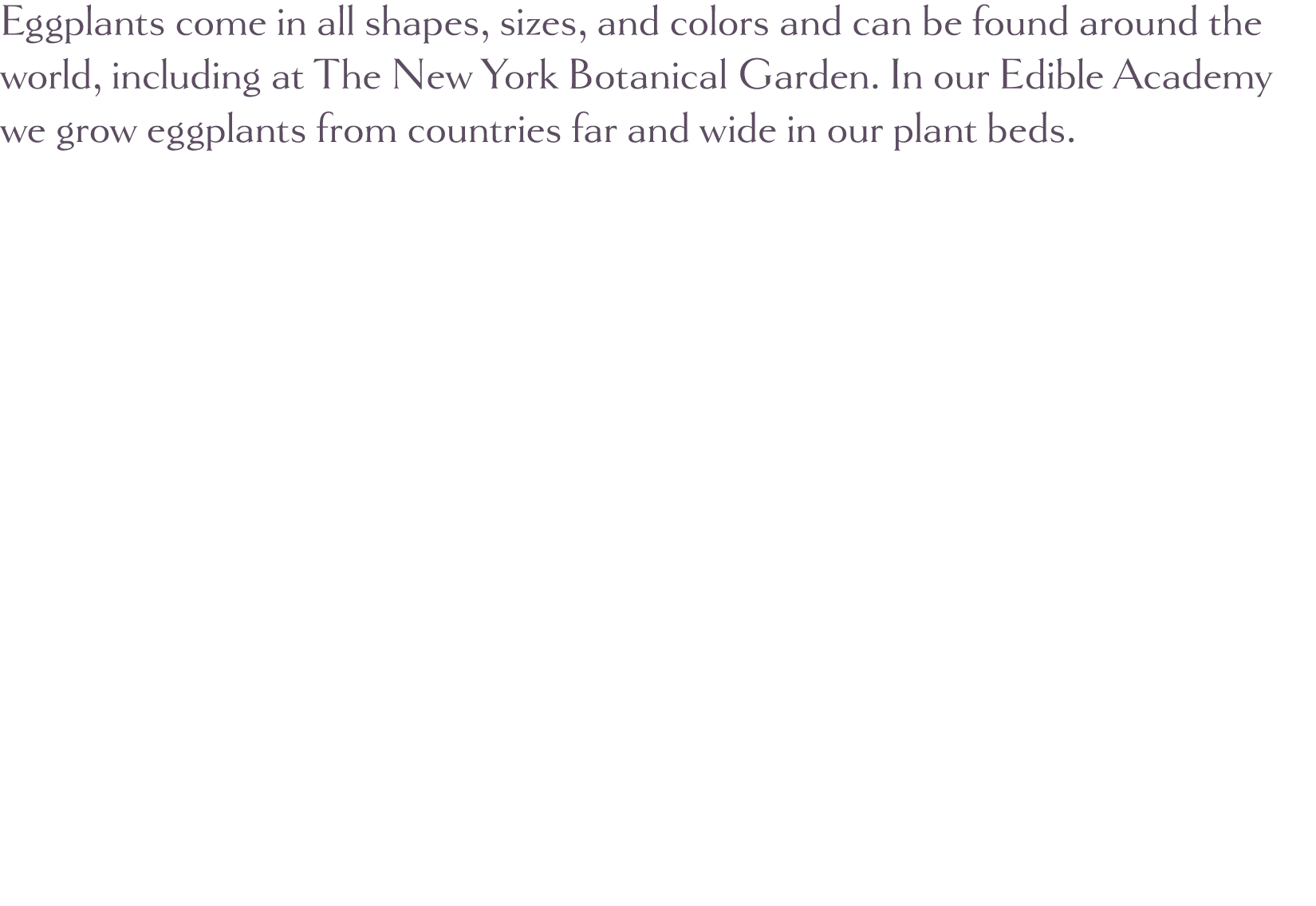 Eggplants come in all shapes, sizes, and colors and can be found around the world, including at The New York Botanica   