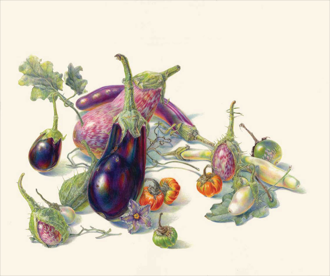 Watercolor of six different varieties of eggplant some deep purple others small and purple and white speckled and still others oblong and pure white