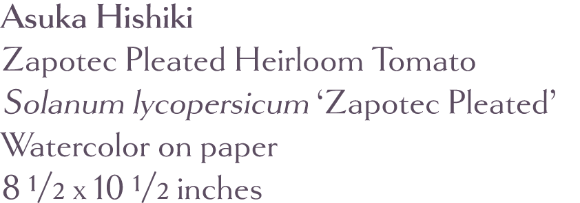 Asuka Hishiki Zapotec Pleated Heirloom Tomato Solanum lycopersicum  Zapotec Pleated  Watercolor on paper 8 1 2 x 10 1   