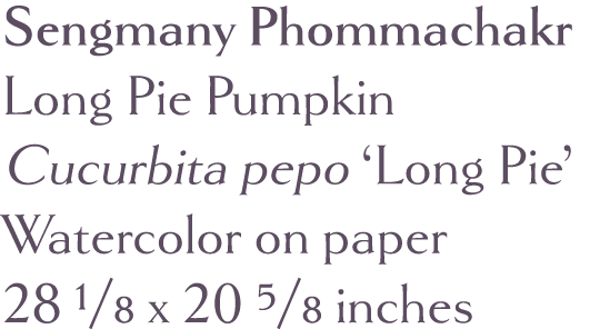 Sengmany Phommachakr Long Pie Pumpkin Cucurbita pepo  Long Pie  Watercolor on paper 28 1 8 x 20 5 8 inches