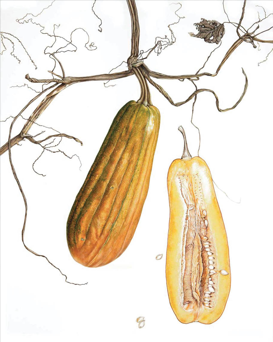 Watercolor of oblong ridged orange pie pumpkins hanging on a brown dried vine