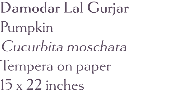 Damodar Lal Gurjar Pumpkin Cucurbita moschata Tempera on paper 15 x 22 inches 