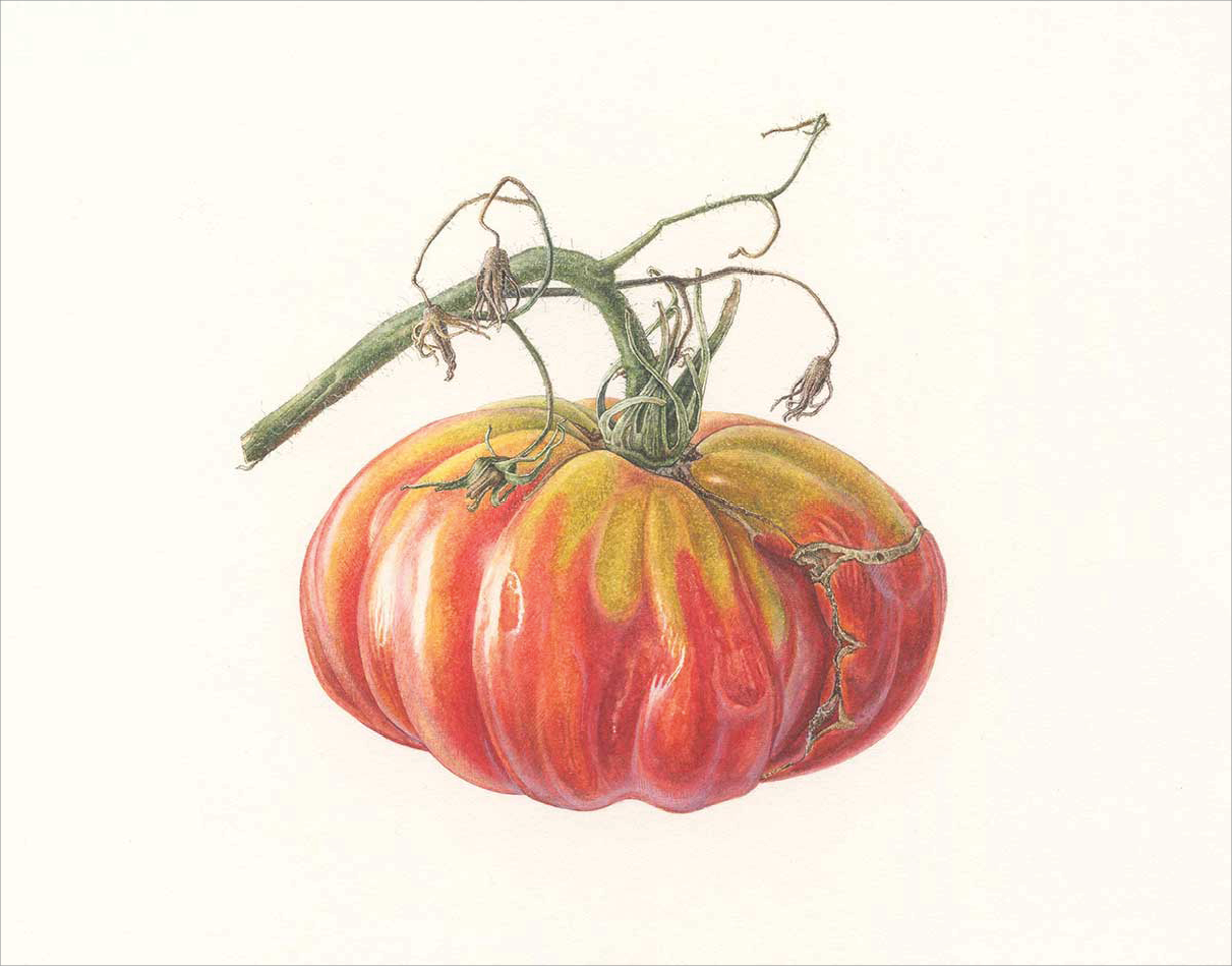 Watercolor of red ridge tomato with yellow streaks around the green stem
