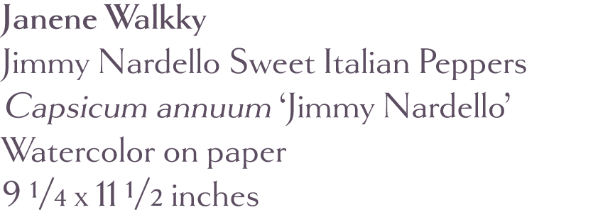 Janene Walkky Jimmy Nardello Sweet Italian Peppers Capsicum annuum  Jimmy Nardello  Watercolor on paper 9 1 4 x 11 1    