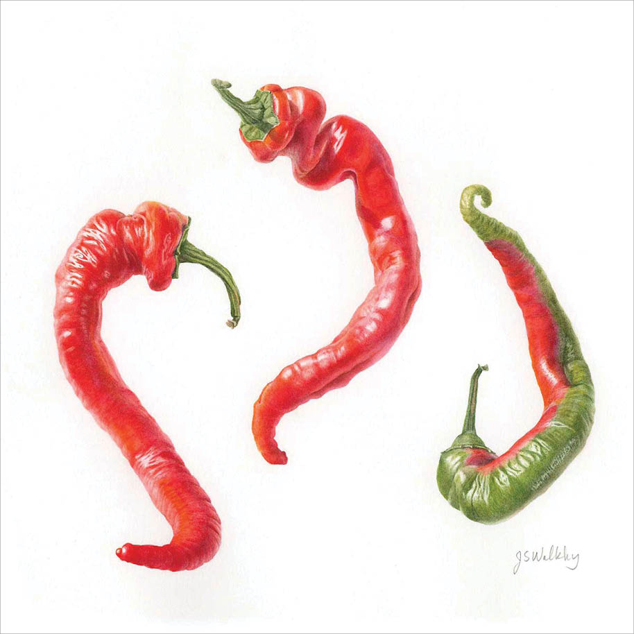 Watercolor of three long thin curled and twisted peppers with short green stems