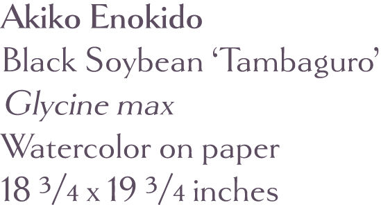 Akiko Enokido Black Soybean  Tambaguro  Glycine max Watercolor on paper 18 3 4 x 19 3 4 inches