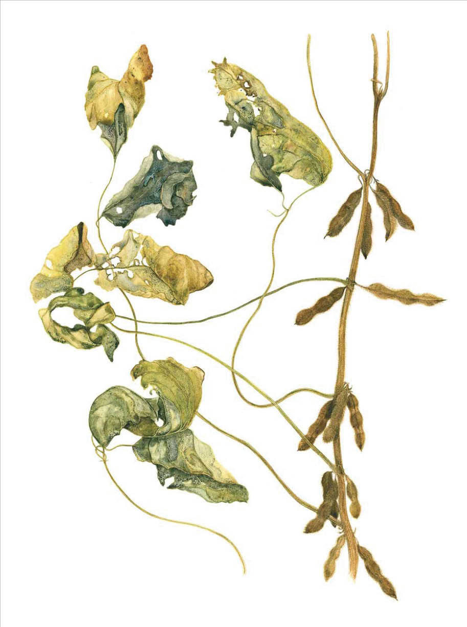 Watercolor of one long brown stalk with multiple brown soybean pods hanging off and green withered leaves