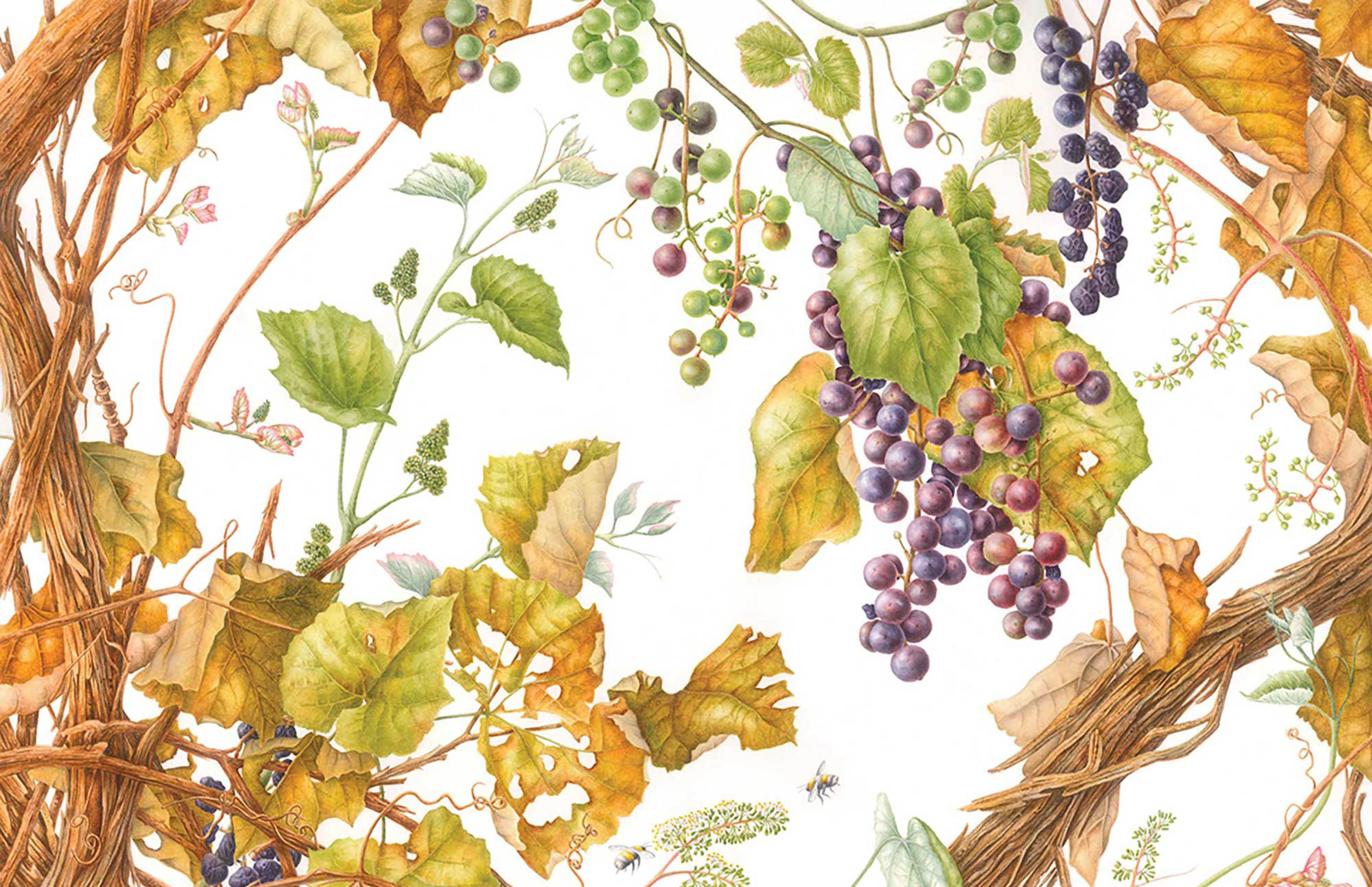 Watercolor of a wild fox grape plant with orange brown woody vines and deep purple grapes