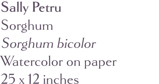 Sally Petru Sorghum Sorghum bicolor Watercolor on paper 25 x 12 inches