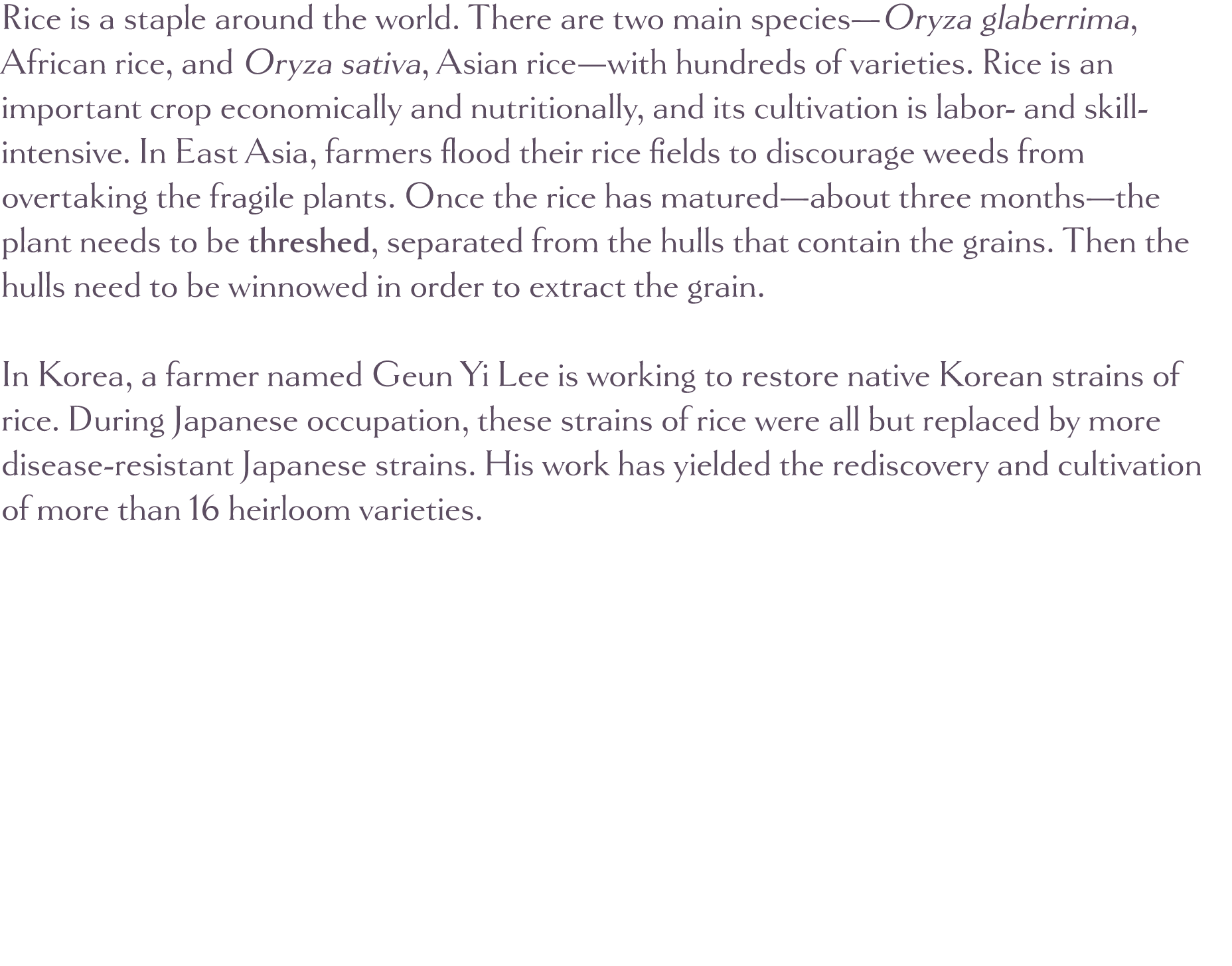 Rice is a staple around the world  There are two main species—Oryza glaberrima, African rice, and Oryza sativa, Asian   