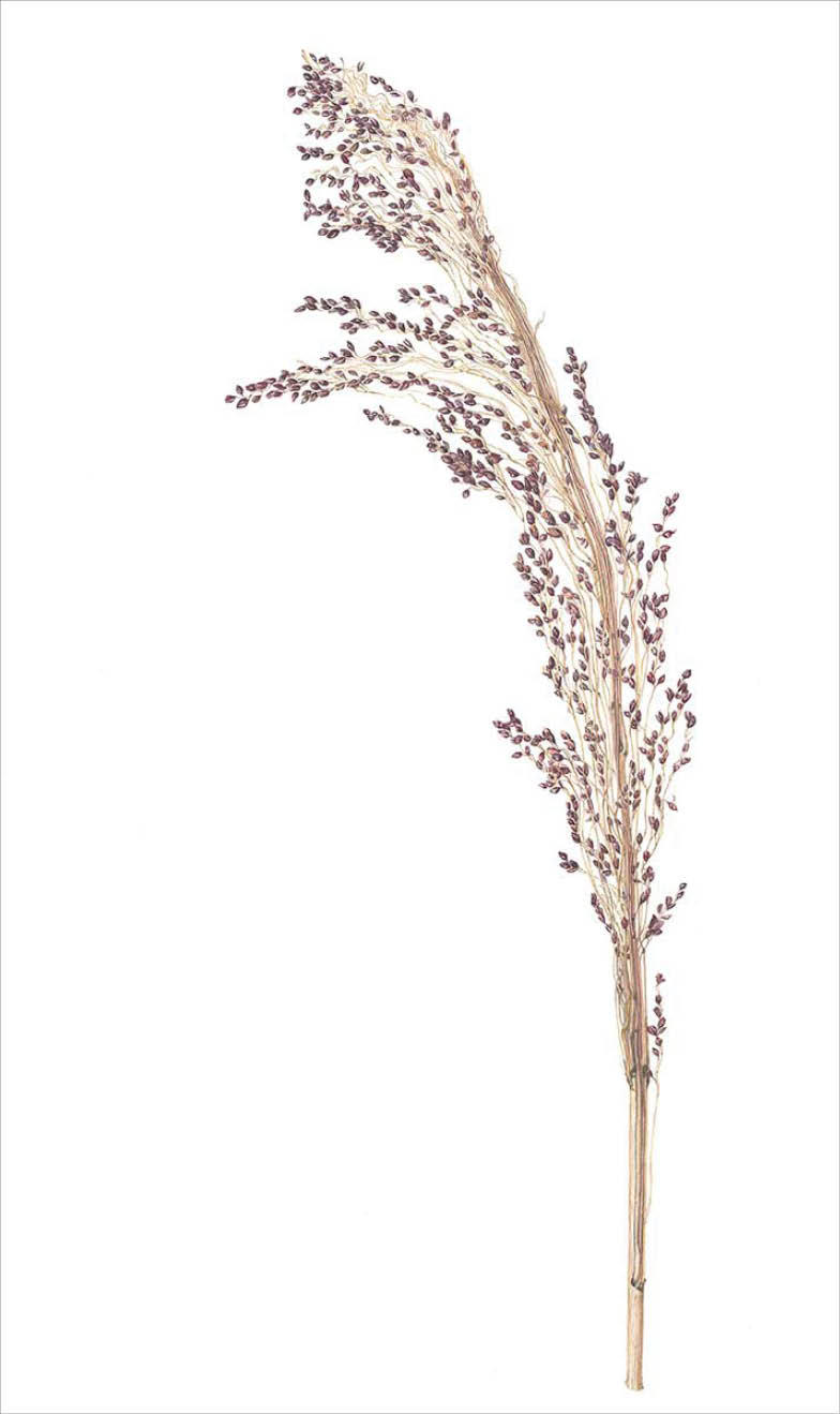 Watercolor of one orange brown stalk of sorghum with small black seeds hanging off thin strands near the top of the stalk