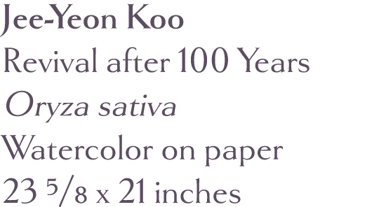 Jee-Yeon Koo Revival after 100 Years Oryza sativa Watercolor on paper 23 5 8 x 21 inches