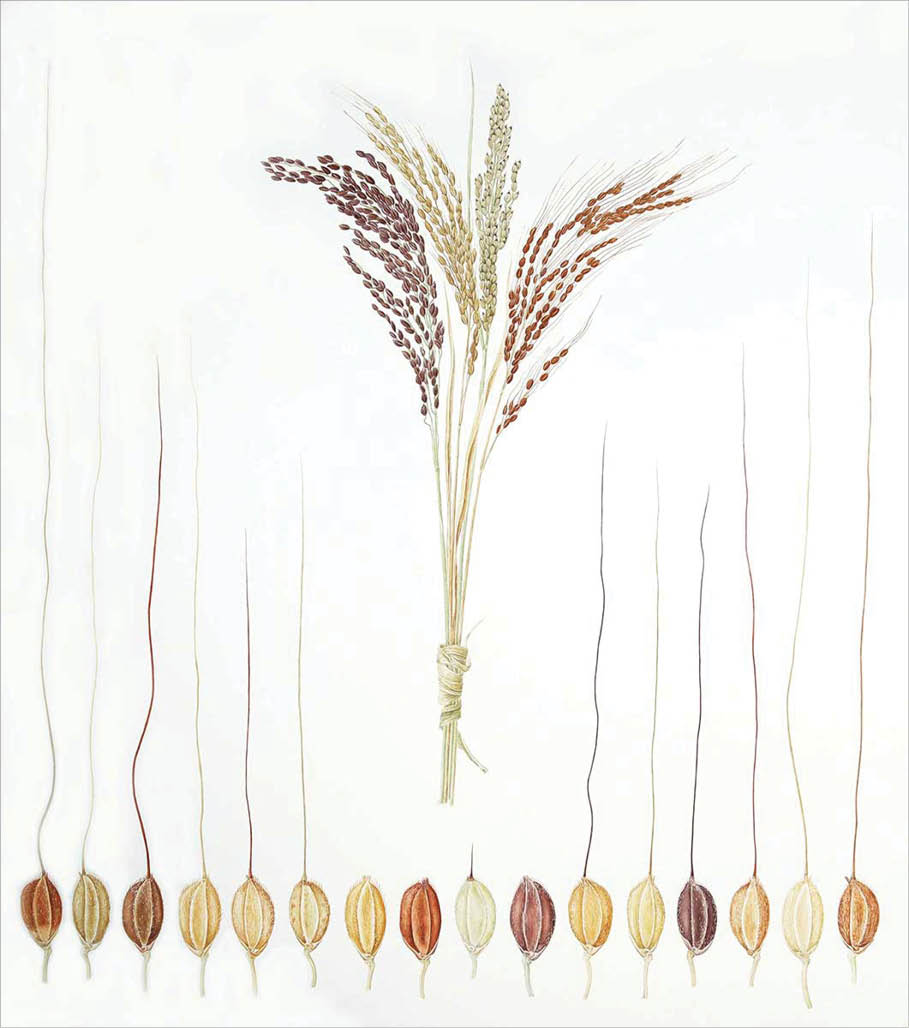 Watercolor of a bundle of black yellow green and red rice stalks  At the bottom of the painting are sixteen grains of rice ranging from red to yellow to white 