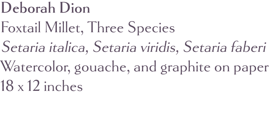 Deborah Dion Foxtail Millet, Three Species Setaria italica, Setaria viridis, Setaria faberi Watercolor, gouache, and    