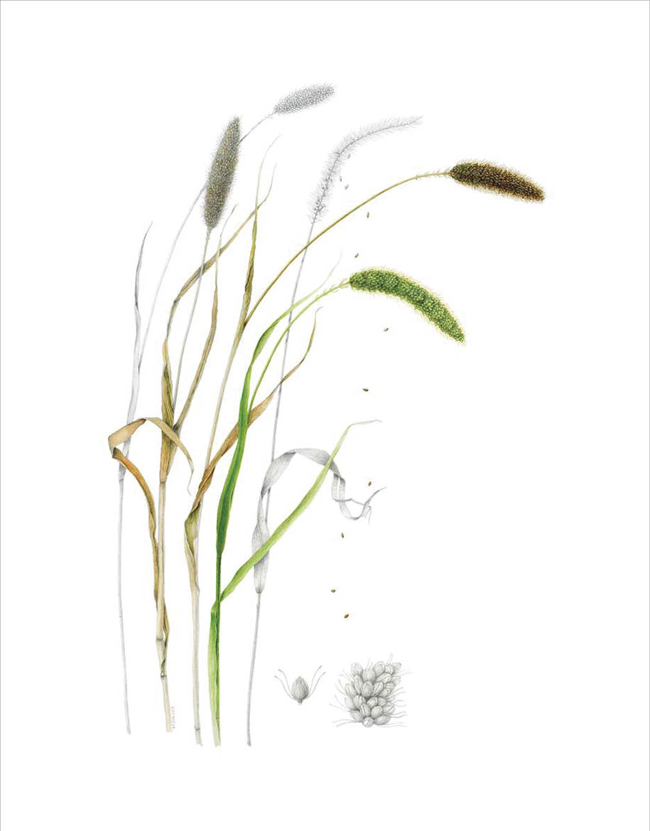 Watercolor gouache and graphite depiction of three species of foxtail millet
