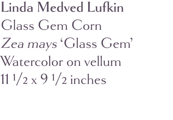 Linda Medved Lufkin Glass Gem Corn Zea mays  Glass Gem  Watercolor on vellum 11 1 2 x 9 1 2 inches