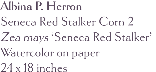 Albina P  Herron Seneca Red Stalker Corn 2 Zea mays  Seneca Red Stalker  Watercolor on paper 24 x 18 inches