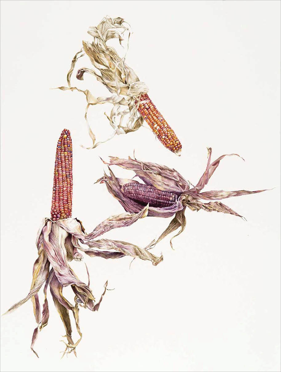Watercolor of three ears of corn with deep red or purple kernels unwrapped from their dried gray and purple husks
