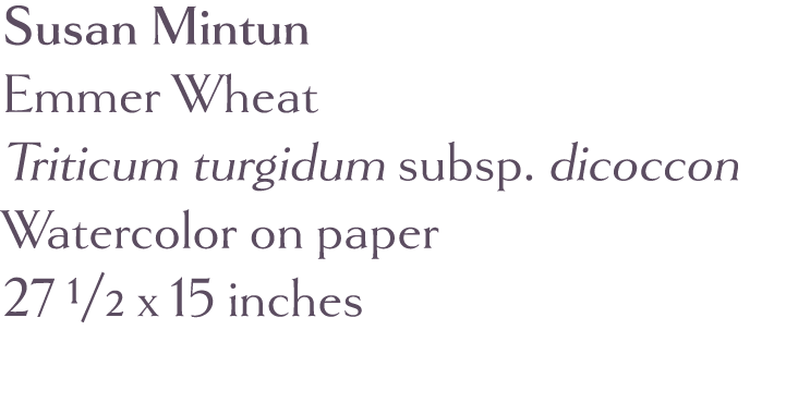 Susan Mintun Emmer Wheat Triticum turgidum subsp  dicoccon  Watercolor on paper 27 1 2 x 15 inches