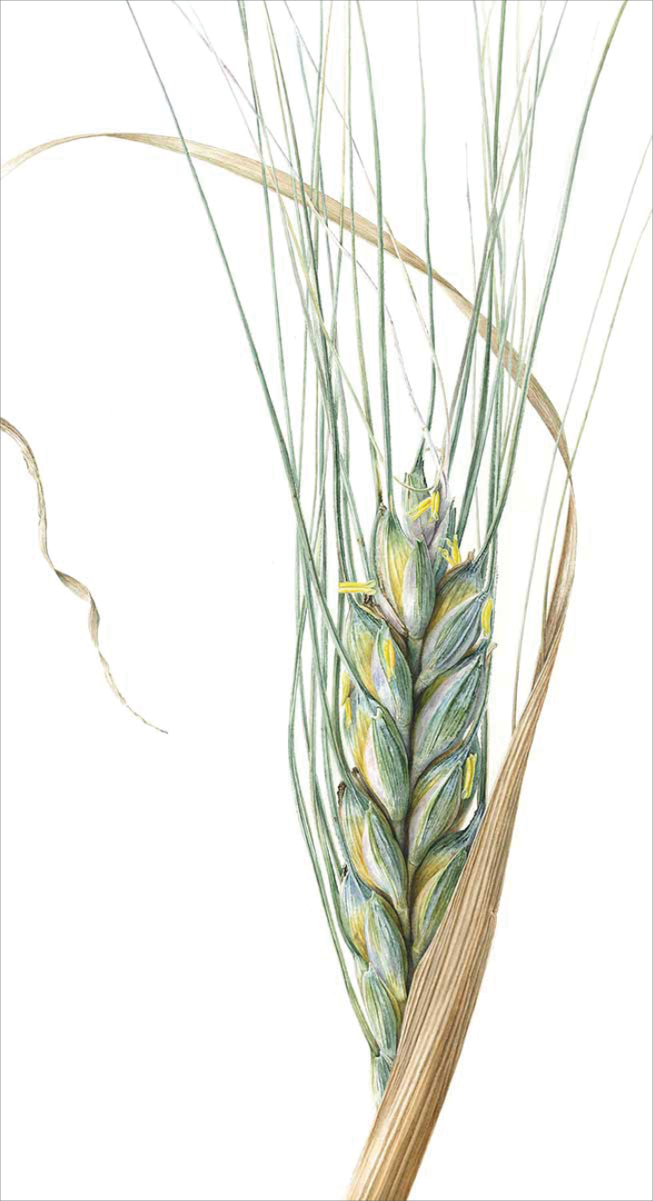 Watercolor of a close up of the blue and yellow berries of emmer wheat at the top of a yellow brown stalk