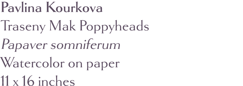 Pavlina Kourkova Traseny Mak Poppyheads Papaver somniferum Watercolor on paper 11 x 16 inches